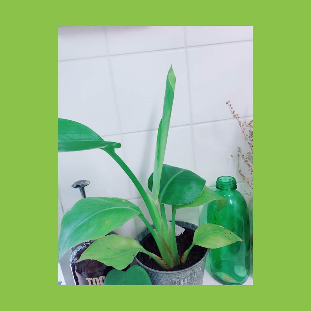 彩姫さんのインスタグラム写真 - (彩姫Instagram)「🌱☀️🌿🍃💕💕💕💕💕 #可愛い植物 #成長してました #bandmaid #saiki」7月25日 11時33分 - saiki_bandmaid
