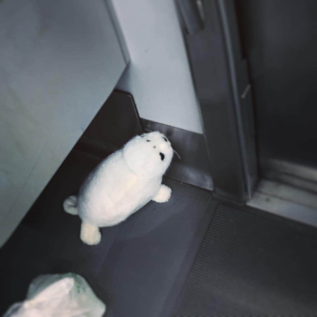 吉武怜朗さんのインスタグラム写真 - (吉武怜朗Instagram)「. 電車にアザラシ乗ってた。 ゴミ袋と隣り合わせ。 地球が棲みづらくなってそうだよ。 #ゴミはゴミ箱に #safetheearth #instatopic」7月25日 8時44分 - yoshitakeleo