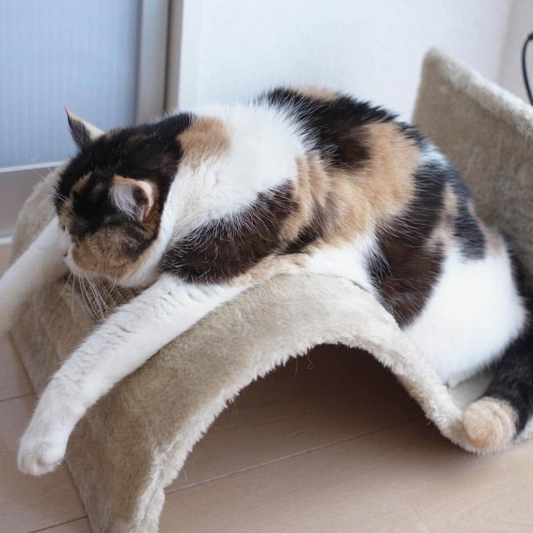 guremikeのインスタグラム：「#guremike #photooftheday #cat #neko #kawaii #love #cute」