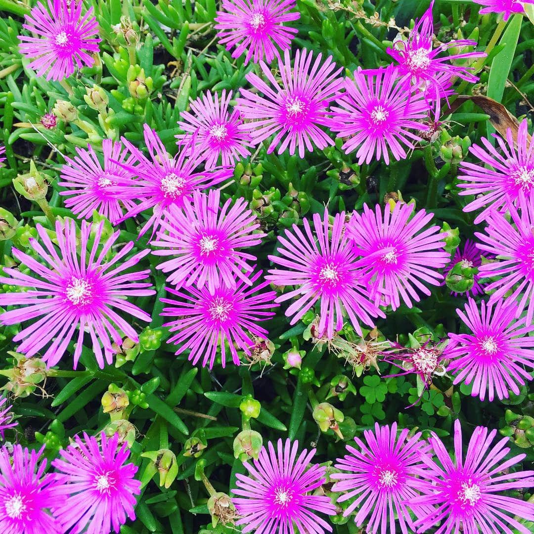 とよた真帆さんのインスタグラム写真 - (とよた真帆Instagram)「眩しいピンク😄✨ #庭#花 #お散歩 #green #hokkaido #trip #happy #flower #love #likes」7月25日 12時53分 - maho_toyota