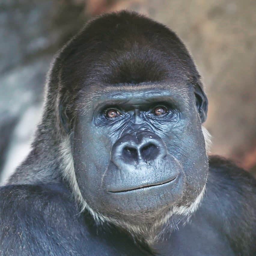 niconico infoのインスタグラム：「#ゴリラ さんを8時間じっくり観察👀🌟 #キングコング #髑髏島の巨人 のDVD&Blu-rayの発売を記念して #千葉市動物公園 からゴリラさん🦍 を生中継しました！  のんびり過ごすゴリラさんをタイムシフトでご覧ください☺️🎶 視聴はこちらから👇 http://nico.ms/lv301727889  #niconico #ニコ生 #ゴリラ #キングコング #髑髏島の巨人 #キングコング実況 #動物園 #千葉市動物公園 #今月のいきもの」