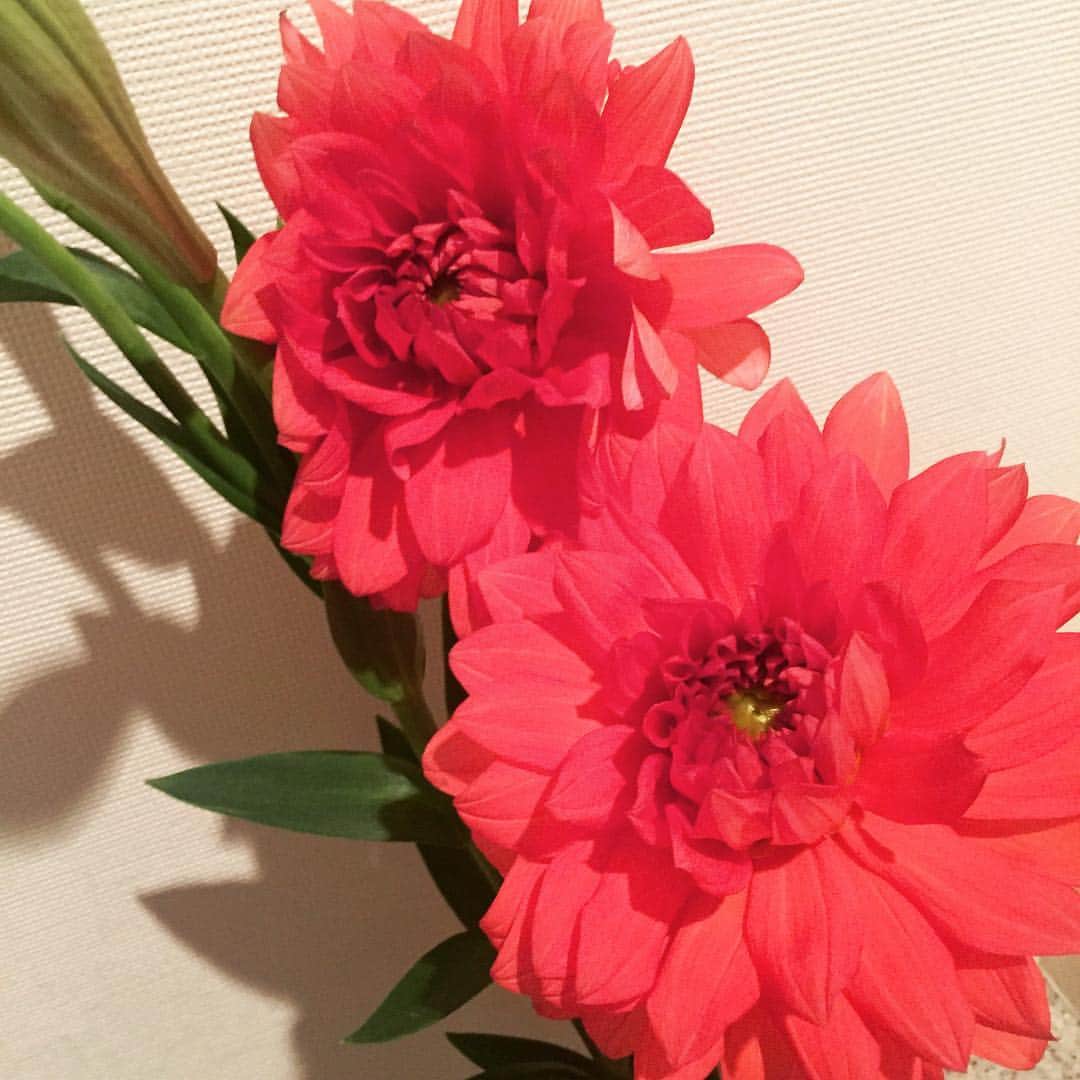 矢島里佳のインスタグラム：「誕生日に2人の友人から一輪ずつ贈られたダリア。赤のダリアの花言葉は、華麗、優雅。 華麗で優雅な30代を迎えるべく、29歳は準備の年にします。 #誕生日プレゼント #ダリア #赤 #花言葉 #華麗 #優雅 #29歳」