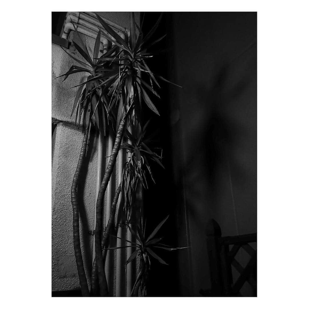 志磨遼平さんのインスタグラム写真 - (志磨遼平Instagram)「深夜の植物 II.」7月25日 16時25分 - ryohei_shima_thedresscodes