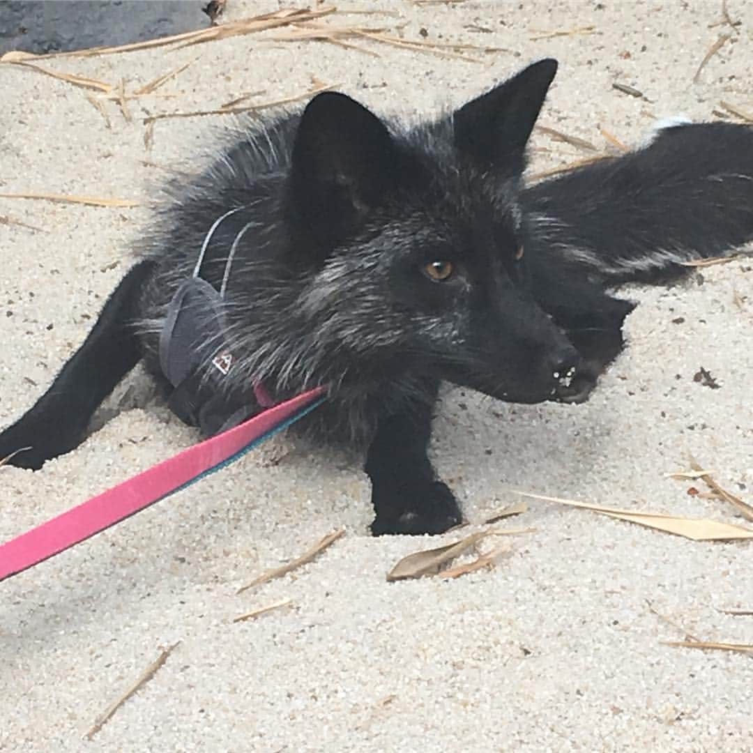 Rylaiさんのインスタグラム写真 - (RylaiInstagram)「Beach days are rough!!! #livingthedream #mikhail #russianlivinginamerica #russianboy #americanliving #socalliving #foxambassadors #silverfox #sandiego #southernca #animalconservation #animalwelfare #foxy #foxes #nudebeach #sweetboy #lovemikhail #furfree #support #follow4follow  @siberiancupcakes  www.jabcecc.org」7月2日 6時28分 - jabcecc