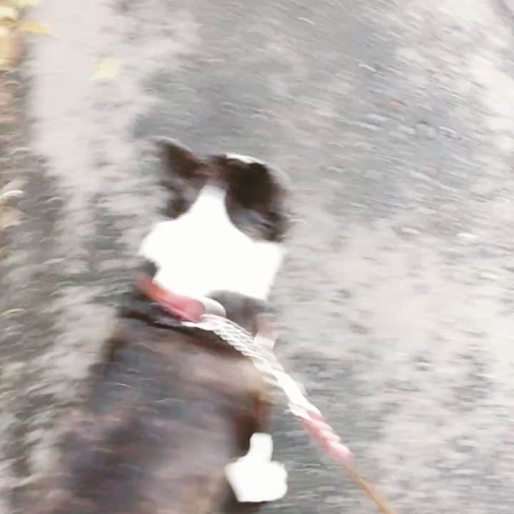 dorlisのインスタグラム：「おい、鼻 #dorlis #bostonterrier #ボストンテリア #散歩」