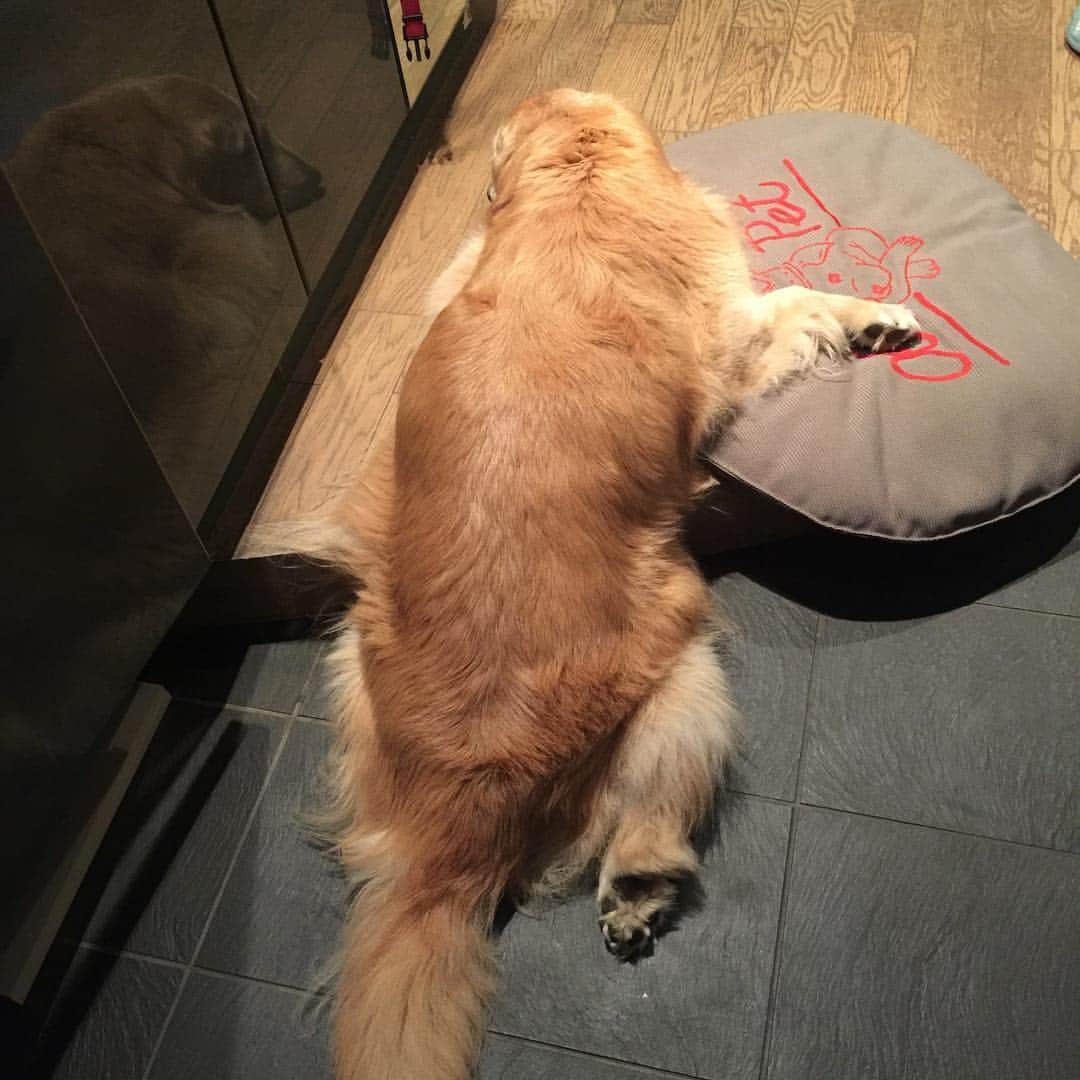 高橋ひとみさんのインスタグラム写真 - (高橋ひとみInstagram)「お尻がずり落ちてますよ💦 #ゴールデンレトリバー #dog #goldenretriever #dogstagram」7月2日 11時21分 - hitomi_momoe