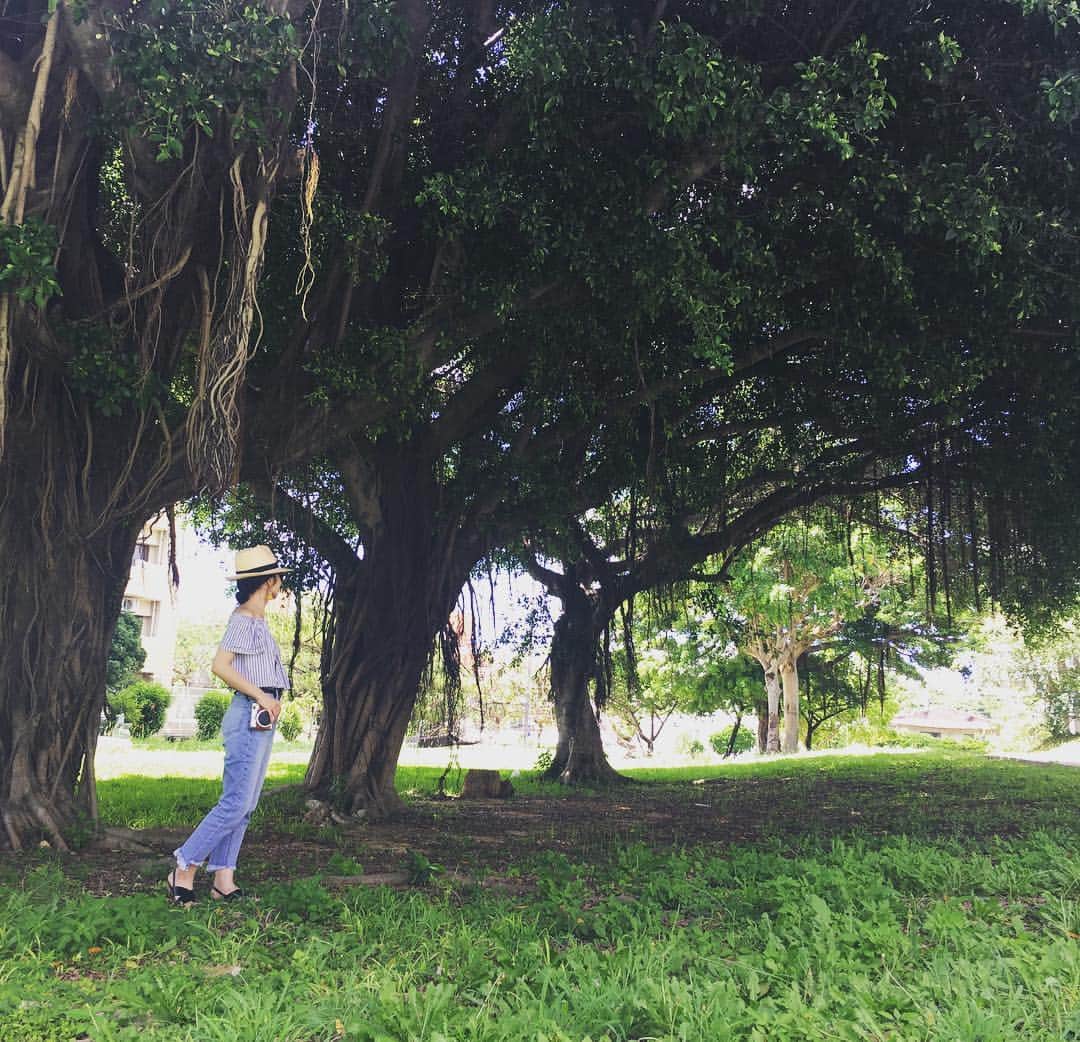 糸数美樹のインスタグラム：「🌞🌲 #道歩いてたらガジュマル発見 #パワーもらいたくて寄り道 #やしが暑すぎてそっこー戻る #戻りぎわ男の子が暑すぎて泣いてた #わかるよ #わたしもあんたくらいの年だったら泣いてたよ #大人だからがまんした #ガジュマルの木 #インスタックスミニ #いわゆるじょーとーチェキです #ootd  #してからに昨日とは打って変わってこの天気 #風つよさよ #かじばーばー #台風の影響だはずね #大きな被害がでませんよーに #そういやトンボ飛んでたな #月曜日どうにか乗り切りましょう」