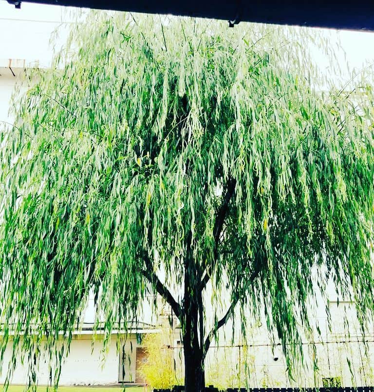 Shihoさんのインスタグラム写真 - (ShihoInstagram)「柳の木って綺麗で大好き。 日本では勝手に幽霊と関連づけられて薄気味悪いとか、かわいそうだ。 #柳 #willow  #綺麗な木」7月3日 19時23分 - fried_pride_shiho