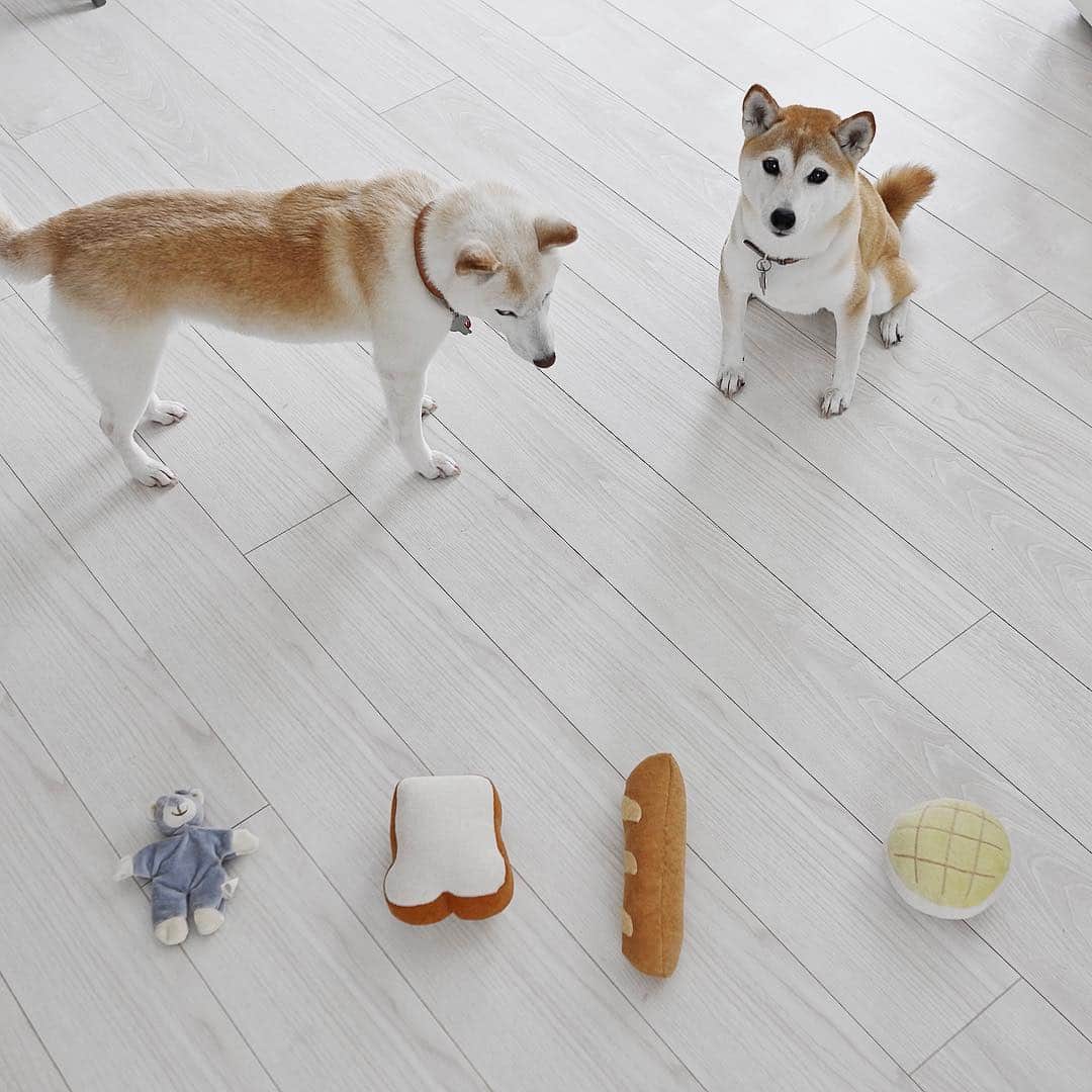 さくぽて（高垣麗子）さんのインスタグラム写真 - (さくぽて（高垣麗子）Instagram)「新しいおもちゃを4つゲット‼️ #sakupote #さくぽて #さくら #ぽてこ #sakura #poteko #柴犬 #しばいぬ #shiba #inu #shibainu #犬 #dog #豆柴 #love #happy #cute」7月3日 20時12分 - sakupote3