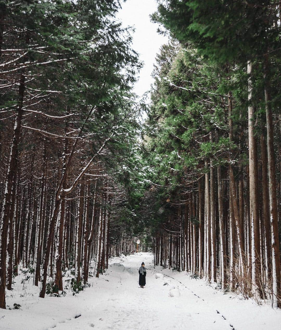 keiichiro fujitaさんのインスタグラム写真 - (keiichiro fujitaInstagram)「Hello July 🌲 #latergram」7月4日 20時47分 - chilo