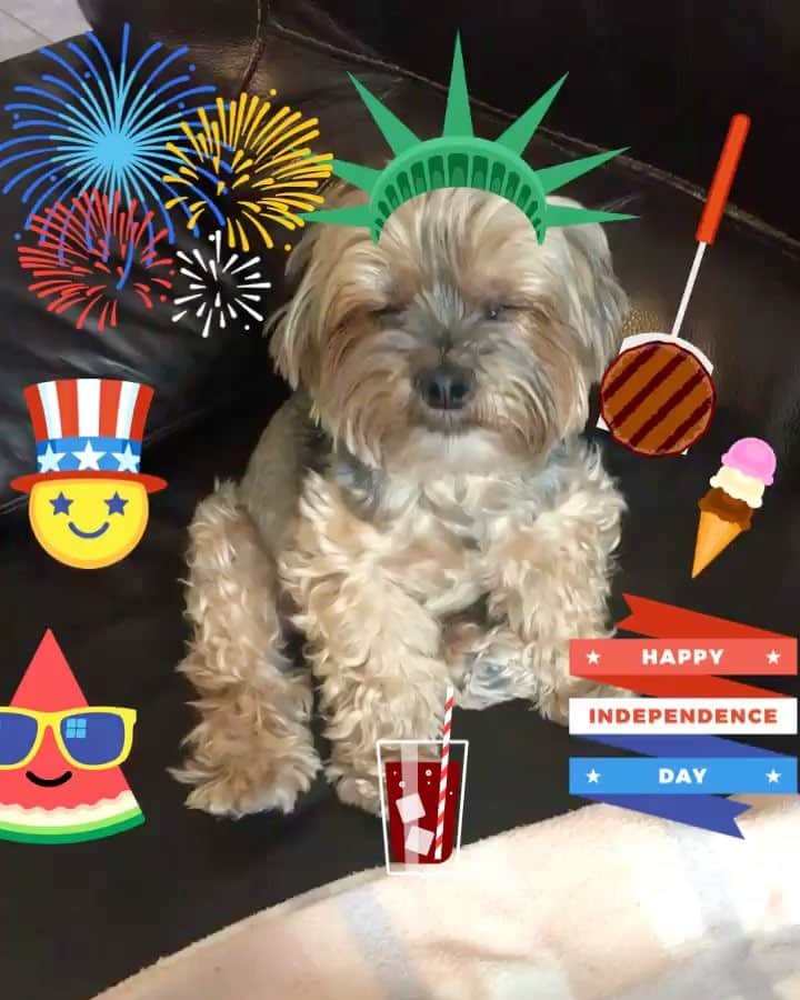 のインスタグラム：「Oliver 💭 Happy 4th of July everyone! 🎉🇺🇸🎉 #WheresMyBurger 🙄 #HappyIndependenceDay #HappyJuly4th #Happy4thofJuly」
