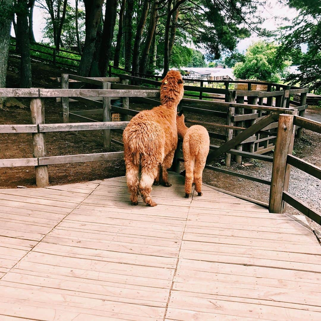 鈴木えみさんのインスタグラム写真 - (鈴木えみInstagram)「小淵沢2日目は、馬にヤギにアルパカ...動物まみれな日だった🤤😍💕アルパカさん、口角あがっててセルフィー慣れしてるし最強にかわいい😂👏🏻時には友のように、時には家族のように...👨‍👩‍👧プリケツな後ろ姿もたまらん... ブログにもっとたくさん写真載せたので、見てほしいパカ。 #アルパカ #alpaca #アルパカ牧場」7月4日 22時03分 - emisuzuki_official