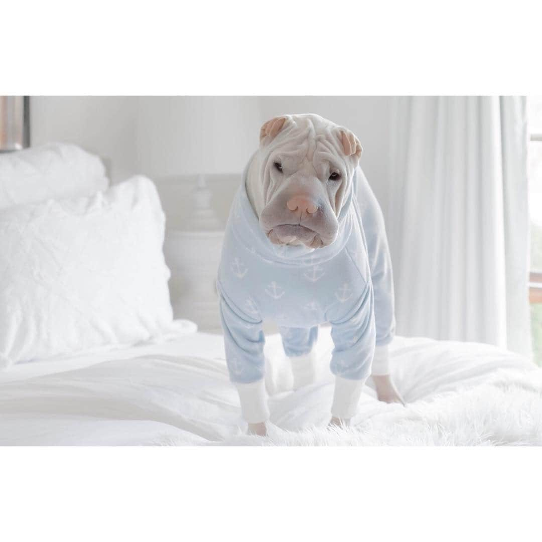 annie&pADdinGtoNさんのインスタグラム写真 - (annie&pADdinGtoNInstagram)「Why can't we stay in beddies all day? #paddington #sharpei #goodquestion For those that like to know who I buy custom #onesies from 👉🏻 the amazing @babapooch #doglover #dog #dogsofinstagram #weeklyfluff #wrinkles #sharpei #sharpeisofinstagram #dogsinpyjamas #dogonesie #doglife #anchor #bedtime #inbedallday #dreaming #mybestfriend」7月5日 15時45分 - anniepaddington