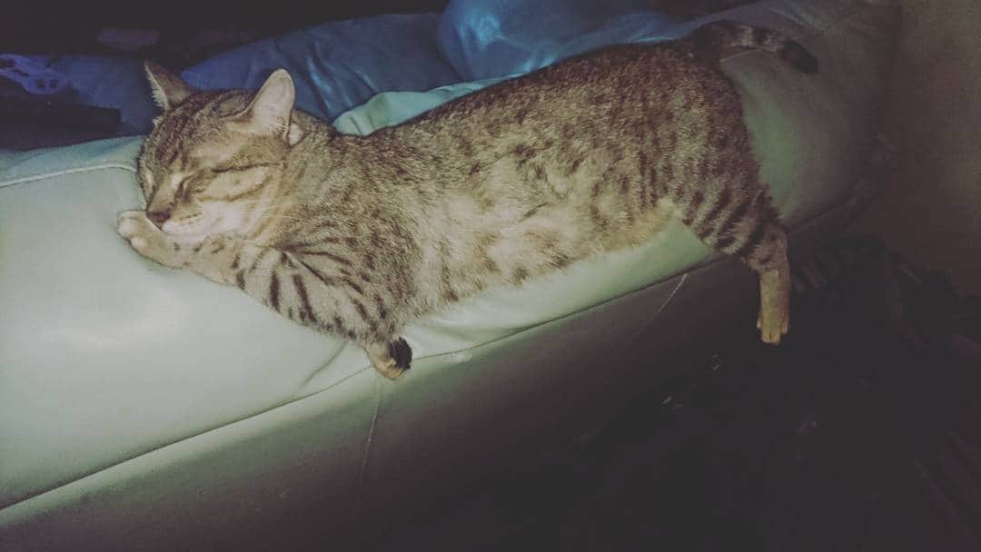 タイタンのインスタグラム：「Dreaming 😴  #catsofinstagram #kittycat #kittys #love」
