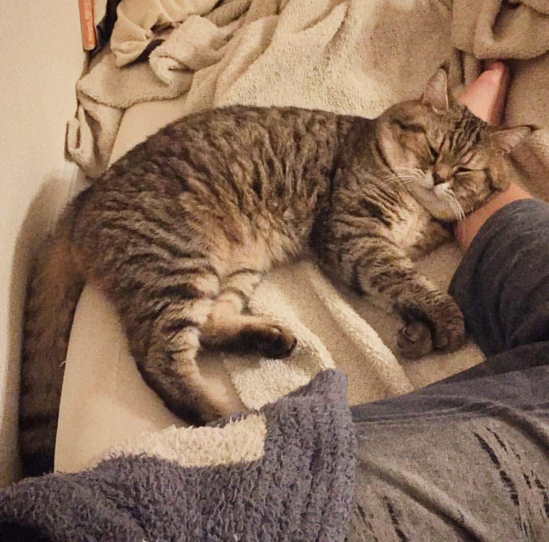 矢部あやのインスタグラム：「私の足が好きみたい… ・ #ふわもこ部 #ふわもこ猫部 #ねこ部 #ねこ好き #ねこすたぐらむ #にゃんこ #にゃんだふるらいふ #猫様 #アメショ #アメリカンショートへア #足臭くないかな？」