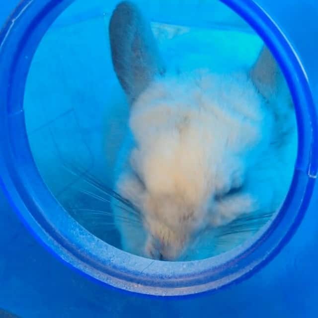 Mr. Bagelのインスタグラム：「Nose wipe! #MrBagel #Dustbath #chinchilla 🛀」