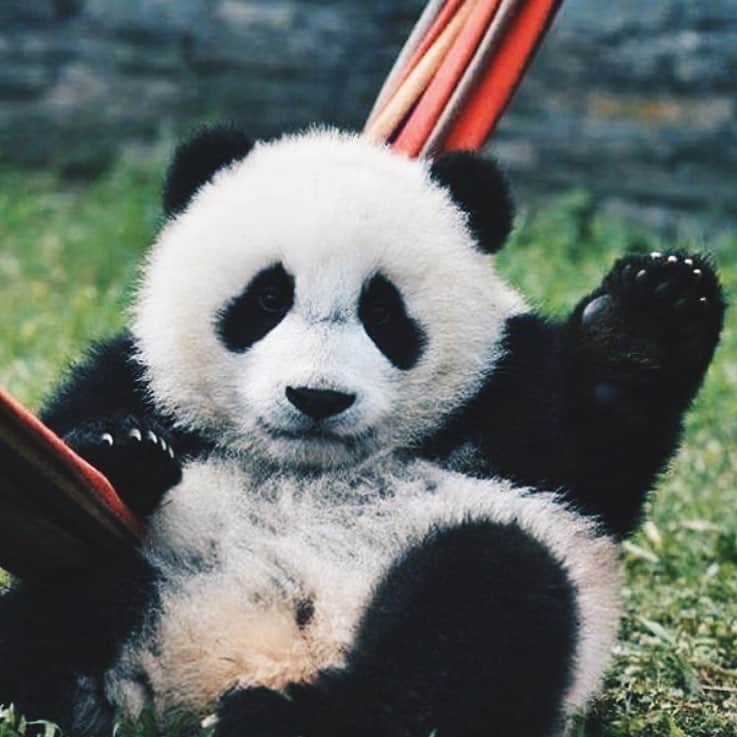 PANDASのインスタグラム：「#panda #pandas #babypanda #giantpanda #pandabear #bear #pandagram #instapanda #pandaswag #pandalove #animal #animals #blackandwhite」