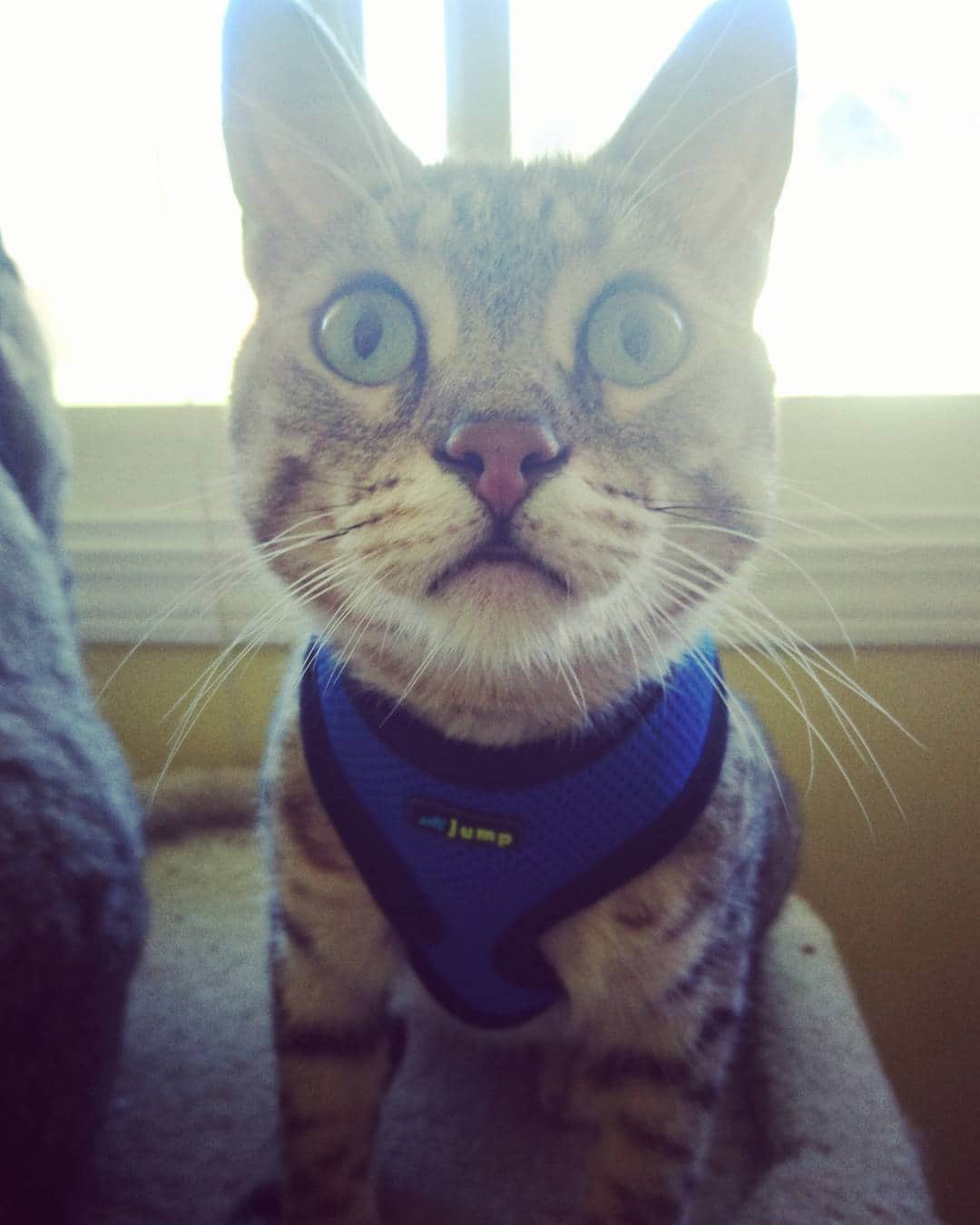 タイタンのインスタグラム：「Titan isn't too sure about her new harness 😨  #cat #catsofinstagram #catsruleeverythingaroundme #kitty #kittygram」