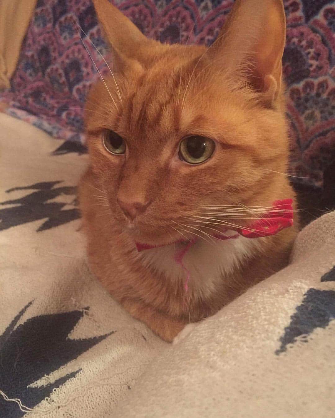 ボボのインスタグラム：「Oh hey guys 👀 It's been awhile. Apologize for extremely late posts. 😔 My aunt has been taking care of Mr. Bobo while I'm  at work and in school. He was also at the vet last Wednesday to have his anal glands released because it was filled with pus and it was making him feel uncomfortable. 😐 Other than that, he is okay now. He just needs a lot of rest and recovery. - Annie ✨」
