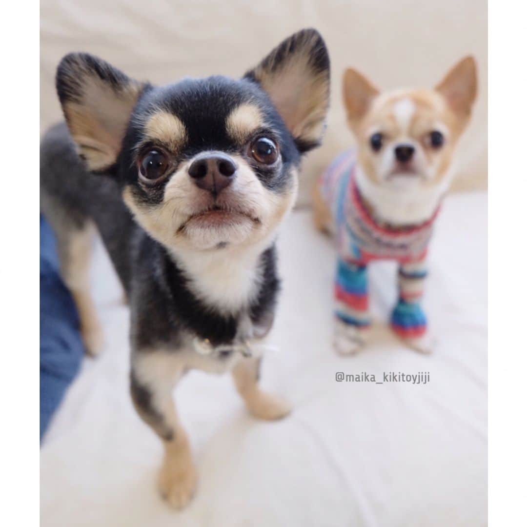 maika_kikitoyjijiさんのインスタグラム写真 - (maika_kikitoyjijiInstagram)「. Jiji&Toy . #ソックヤーン で わんこセーター編むなんて、 「オカンさんって天才だよね！！」 って言わせてるとこです 笑✋️😋⭐️ . とっても可愛くできました♪♪ . . #編み物 #犬服 #sweater #セーター #handmade #ハンドメイド #chihuahua #dog #チワワ #犬  #weeklyfluff #ふわもこ部 #IGersJP #dogstagram #chihuahuaoftheday #fujifilm #fujifilm_xseries #今日もX日和 #ミラーレス #tokyocameraclub #東京カメラ部 #写真好きな人と繋がりたい #カメラ女子 #犬バカ部 #all_dog_japan #east_dog_japan #todayswanko #whim_fluffy」7月11日 11時32分 - maika_kikitoyjiji