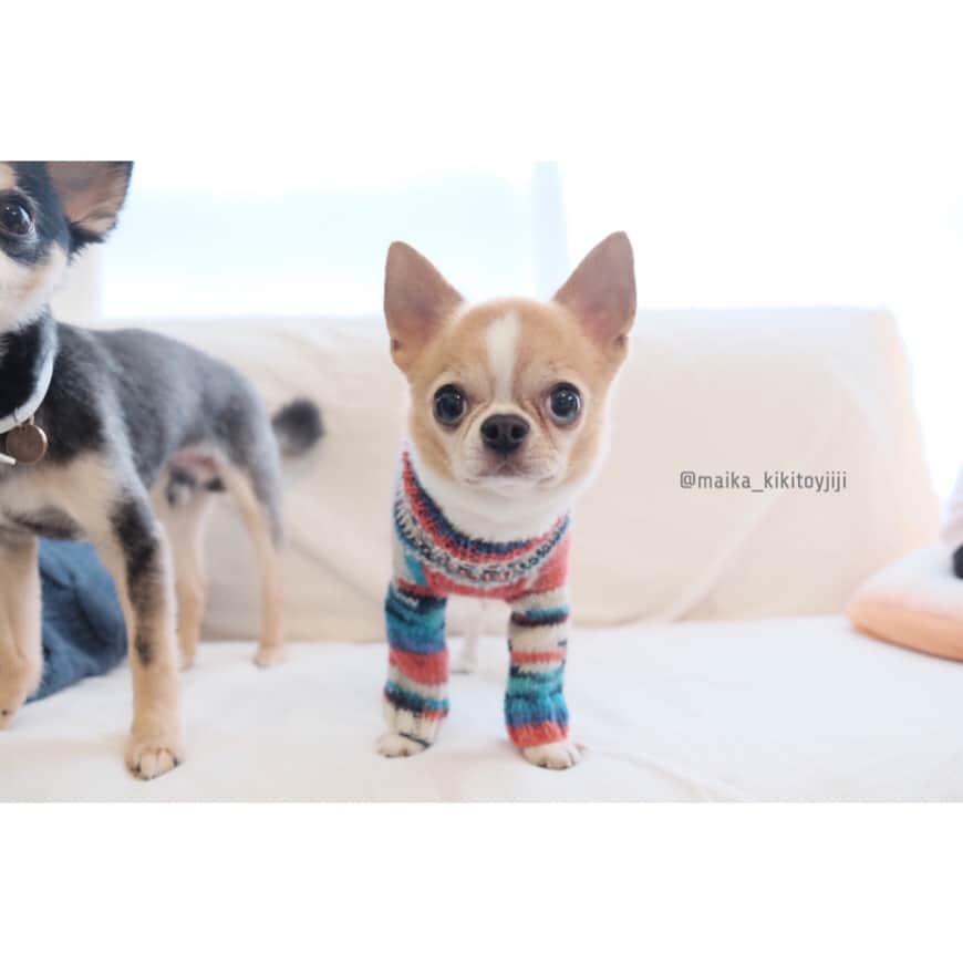 maika_kikitoyjijiさんのインスタグラム写真 - (maika_kikitoyjijiInstagram)「. Jiji&Toy . #ソックヤーン で わんこセーター編むなんて、 「オカンさんって天才だよね！！」 って言わせてるとこです 笑✋️😋⭐️ . とっても可愛くできました♪♪ . . #編み物 #犬服 #sweater #セーター #handmade #ハンドメイド #chihuahua #dog #チワワ #犬  #weeklyfluff #ふわもこ部 #IGersJP #dogstagram #chihuahuaoftheday #fujifilm #fujifilm_xseries #今日もX日和 #ミラーレス #tokyocameraclub #東京カメラ部 #写真好きな人と繋がりたい #カメラ女子 #犬バカ部 #all_dog_japan #east_dog_japan #todayswanko #whim_fluffy」7月11日 11時32分 - maika_kikitoyjiji