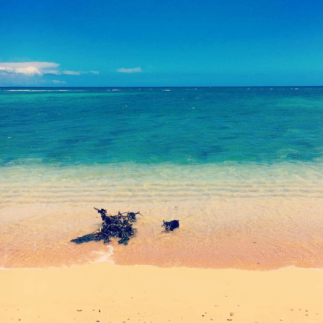 工藤まやさんのインスタグラム写真 - (工藤まやInstagram)「それは大きすぎるやろっ💦 #ハワイ#belle #coconutlover #beach #paradise #hawaiidays365 #dogstagram #ココナッツちゃうし」7月11日 9時58分 - mayahawaii325