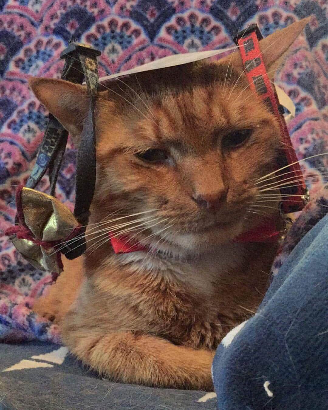 のインスタグラム：「Well..this is just ridiculous. 😑 #whyyoudodis #notimpressed #tuesdayevening #tabbycat #catsofinstagram」