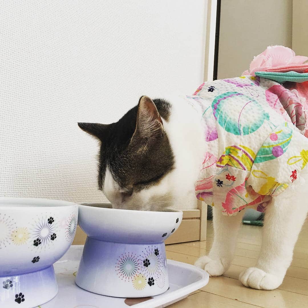 猫壱（ねこいち•ネコイチ）のインスタグラム