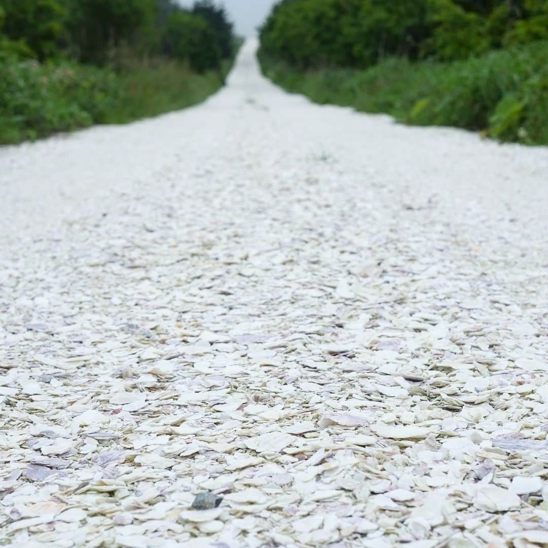 japantripさんのインスタグラム写真 - (japantripInstagram)「宗谷丘陵のフットパスのG〜H地点付近にある白い道です。（晴れているともっと綺麗だと思いますがこの日はあいにく😥） この白い道、よく見るとホタテの貝殻が敷き詰められて出来ています。 歩くと、シャミ、シャミ、という音♪がして心地よいです☺️ #北海道 #稚内 #宗谷丘陵 #宗谷丘陵フットパス #白い貝殻の道  #白い道  #北海道遺産 #自然 #地形 #周氷河地形  #電線のない風景  #hokkaido #wakkanai #soyahills #hokkaidoheritage  #カメラ好きな人と繋がりたい #japan  #instatrip #unseenjapan #landscapelovers #ホタテの貝殻」7月26日 8時29分 - japanculturalheritage