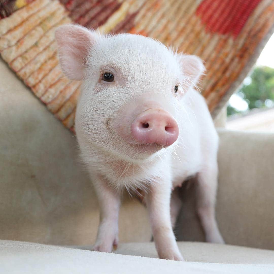 baconさんのインスタグラム写真 - (baconInstagram)「It's oinking official! Thanks to @sharpslittlepigtown I am a big brother to this little princess, Pancetta. I can't wait to share our adventures with you all! 🐷🎀💖」7月12日 5時28分 - bacon_the_piglet