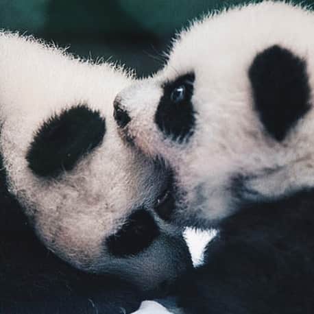 PANDASのインスタグラム：「#panda #pandas #babypanda #giantpanda #pandabear #bear #pandagram #instapanda #pandaswag #pandalove #animals #animal #pet #TagsForLikes #dog #cat #dogs #cats #photooftheday #cute #pets #instagood #animales #cute #love #nature #animallovers #pets_of_instagram #petstagram #petsagram」