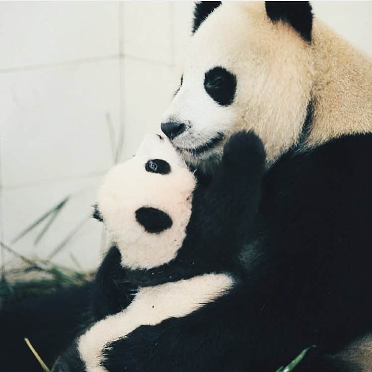 PANDASのインスタグラム：「#panda #pandas #babypanda #giantpanda #pandabear #bear #pandagram #instapanda #pandaswag #pandalove #animals #animal #pet #TagsForLikes #dog #cat #dogs #cats #photooftheday #cute #pets #instagood #animales #cute #love #nature #animallovers #pets_of_instagram #petstagram #petsagram」