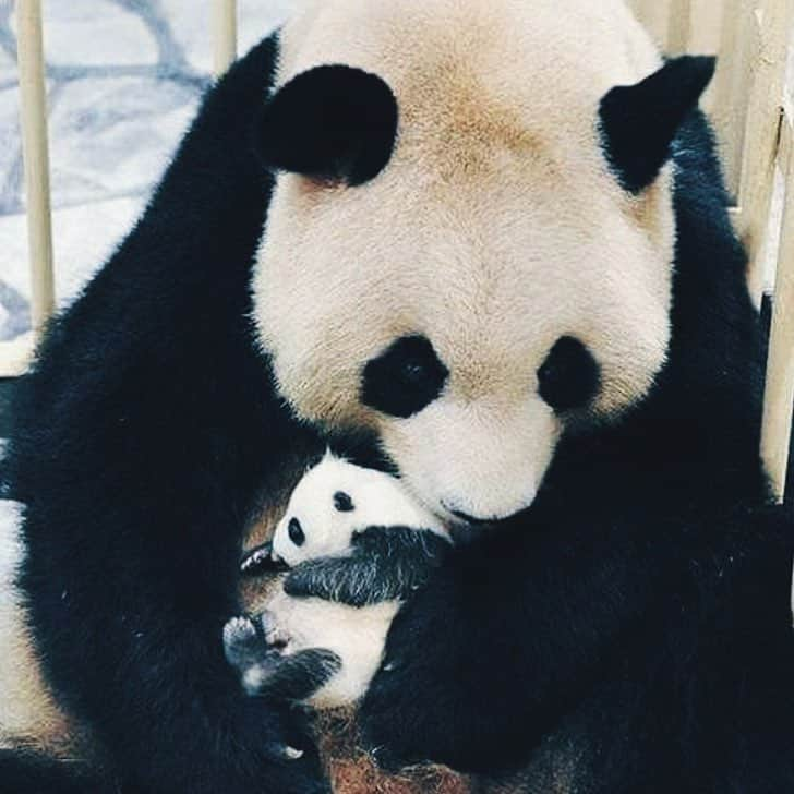 PANDASさんのインスタグラム写真 - (PANDASInstagram)「#panda #pandas #babypanda #giantpanda #pandabear #bear #pandagram #instapanda #pandaswag #pandalove #animals #animal #pet #TagsForLikes #dog #cat #dogs #cats #photooftheday #cute #pets #instagood #animales #cute #love #nature #animallovers #pets_of_instagram #petstagram #petsagram」7月12日 9時11分 - fluffybabypandas