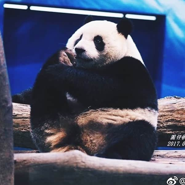 PANDASさんのインスタグラム写真 - (PANDASInstagram)「#panda #pandas #babypanda #giantpanda #pandabear #bear #pandagram #instapanda #pandaswag #pandalove #animals #animal #pet #TagsForLikes #dog #cat #dogs #cats #photooftheday #cute #pets #instagood #animales #cute #love #nature #animallovers #pets_of_instagram #petstagram #petsagram」7月12日 9時11分 - fluffybabypandas