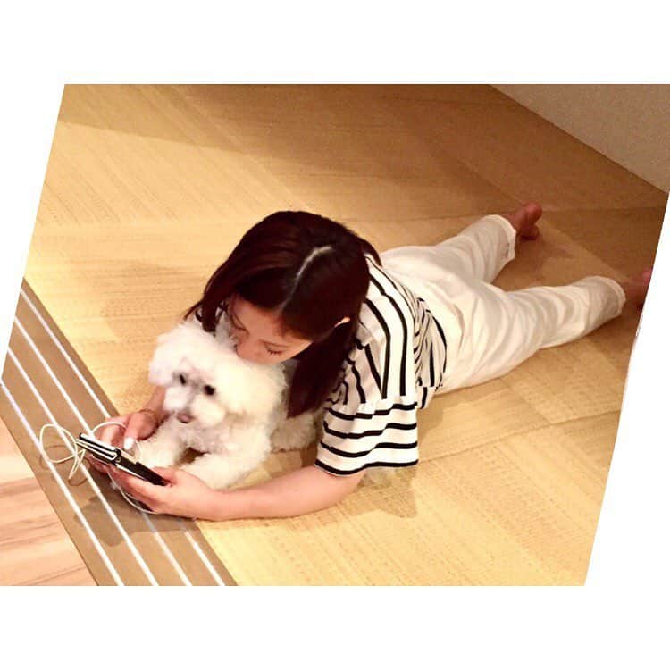 野田彩加さんのインスタグラム写真 - (野田彩加Instagram)「久しぶりに会ったらべったり🐶💕 #dog #ボロニーズ #🐶 #どこ行ってもついてくる ❣️ #可愛すぎる」7月12日 13時48分 - aya.205