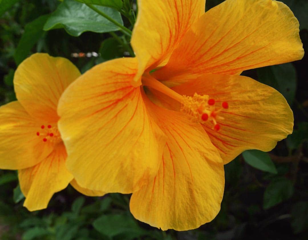 島袋聖南さんのインスタグラム写真 - (島袋聖南Instagram)「おばーちゃん家の玄関を出て、目の前のお庭に赤と黄色のハイビスカスが綺麗に咲いてるの🌺 沖縄ではわりとどこにでも咲いてて、小さな頃から見慣れてるけど、今はなんだかホッとするな☺️👋🏾」7月13日 11時04分 - seina4444