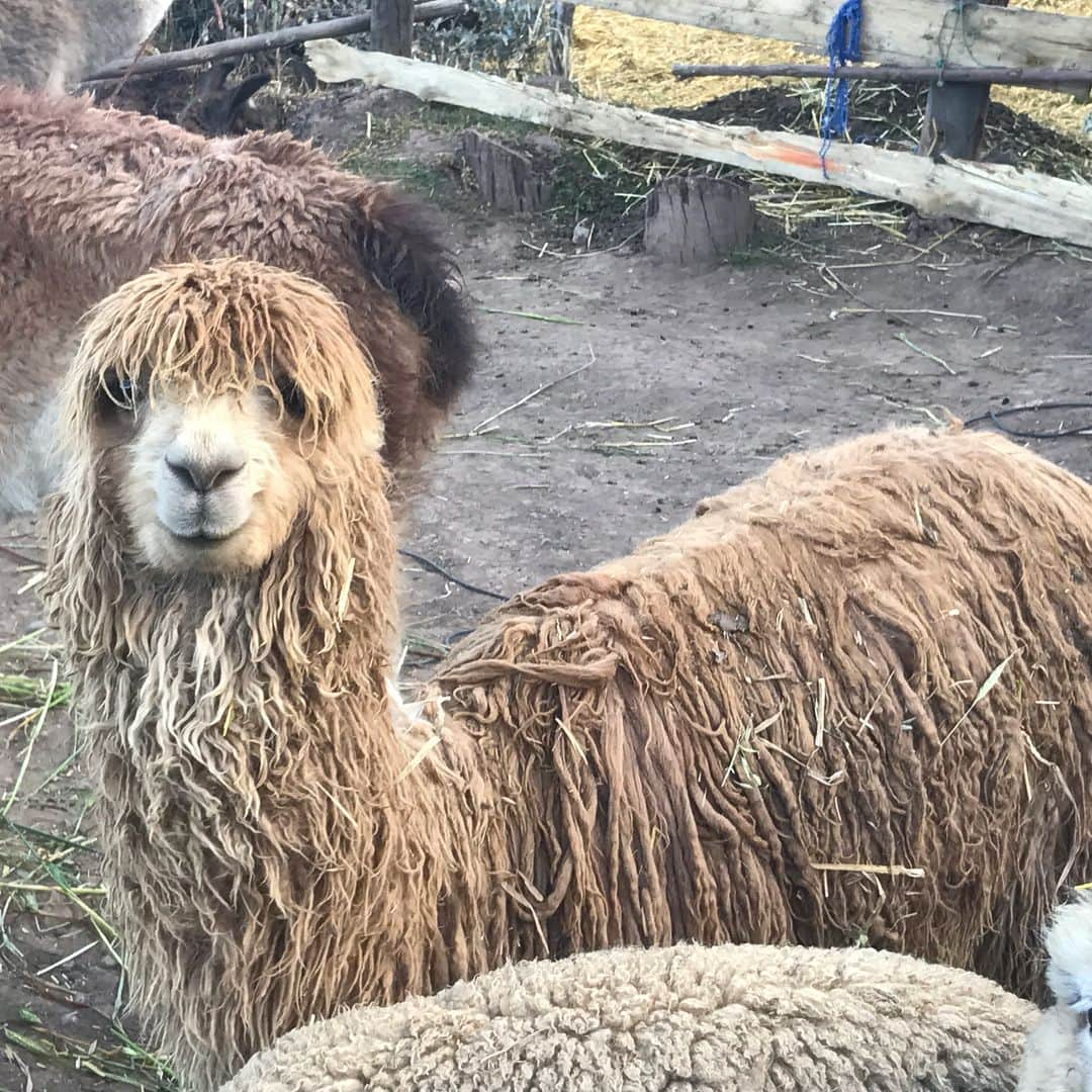 ウィットニー・バンスさんのインスタグラム写真 - (ウィットニー・バンスInstagram)「Cusco, Peru adventure day 1 🍃🙏🦄🌈 #meencanta #mewithdreads #butanAlpaca #colorsfordays」7月13日 11時58分 - wjvw