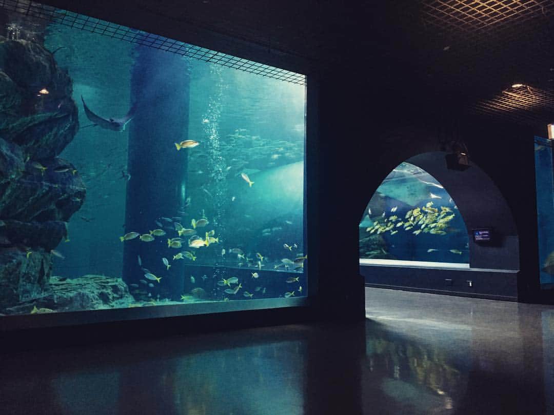 一木千洋のインスタグラム：「誰もいない水族館  #ショーの最中だった #無人 #お気に入り #水族館」