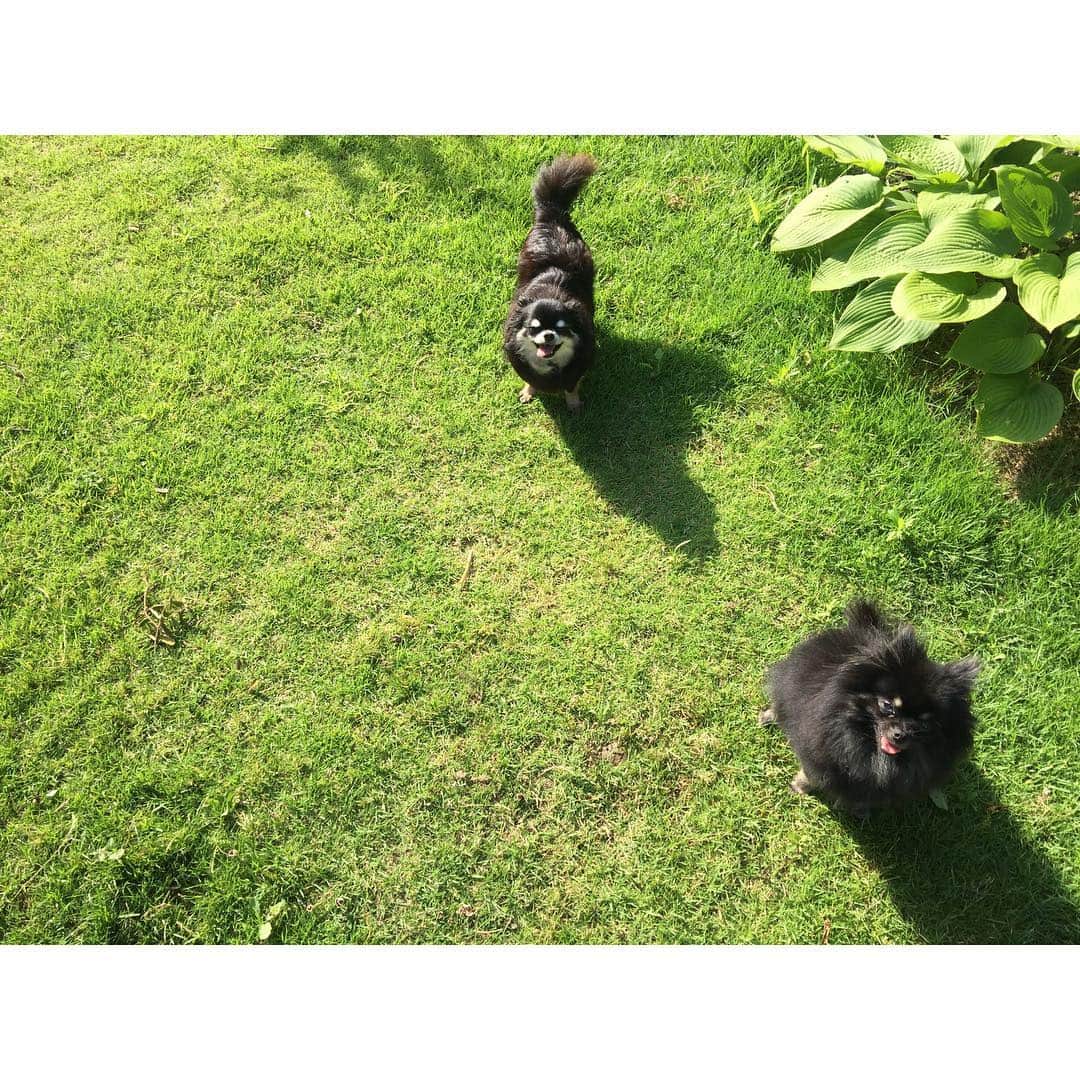戸田れいさんのインスタグラム写真 - (戸田れいInstagram)「今日もいい天気😎 ・ #gm#🌞#🐶🐶#Chihuahua#Pomeranian#blacktan#蒲焼シスターズ」7月14日 6時04分 - rei_toda