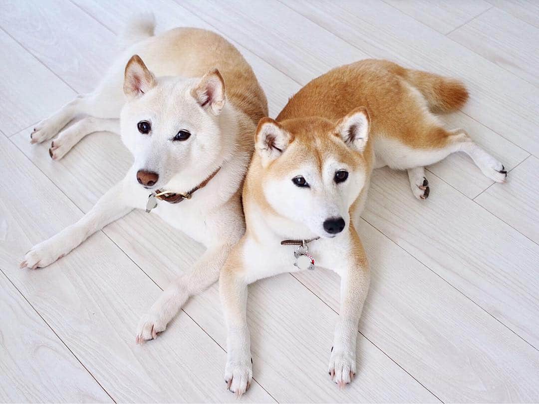 さくぽて（高垣麗子）さんのインスタグラム写真 - (さくぽて（高垣麗子）Instagram)「暑いのに寄り添わなくても…❤️ #sakupote #さくぽて #さくら #ぽてこ #sakura #poteko #柴犬 #しばいぬ #shiba #inu #shibainu #犬 #dog #豆柴 #love #happy #cute」7月14日 9時48分 - sakupote3
