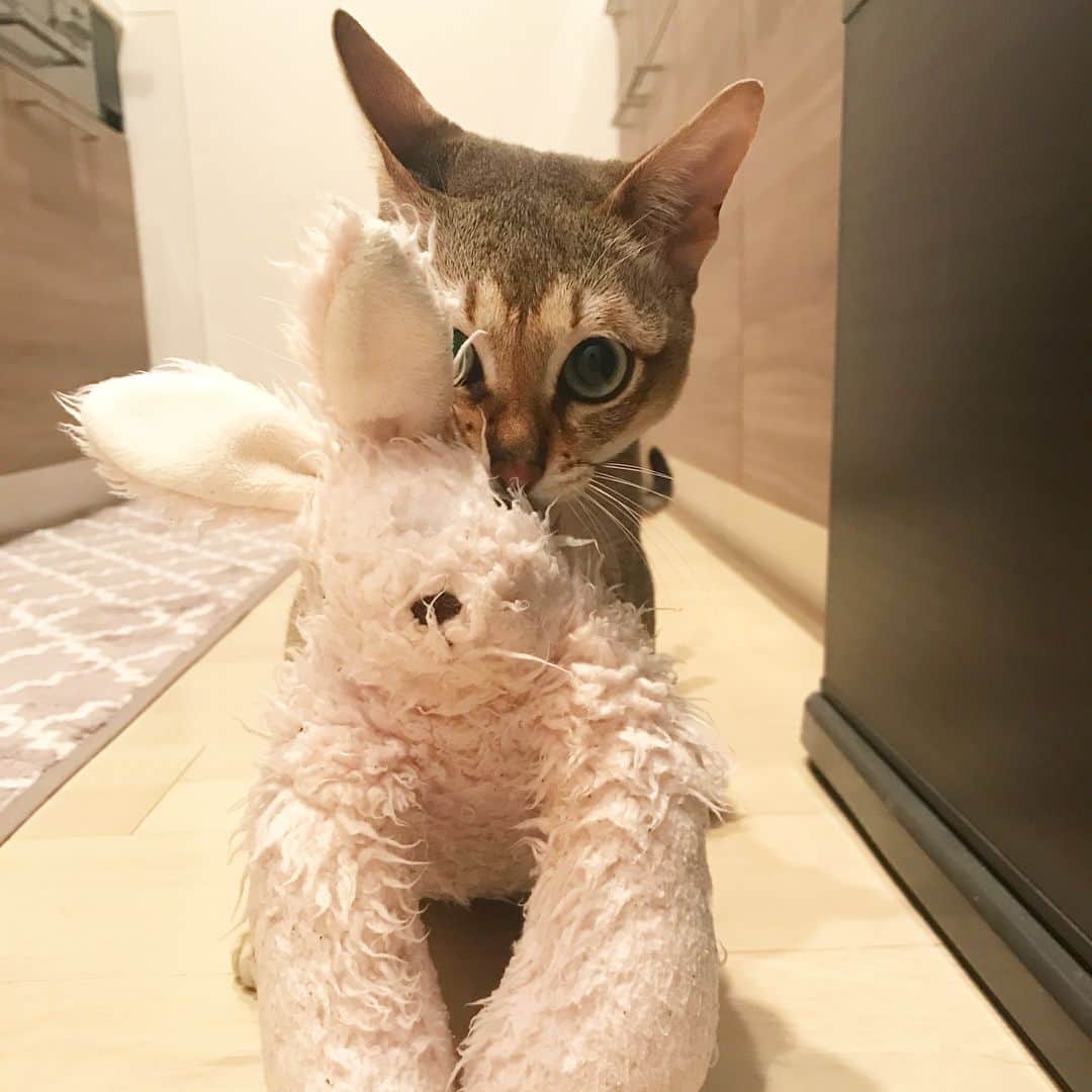 モルト♡Malt(Singapuracat)のインスタグラム：「持って来たよー！🐇 * 3連休うれしいねପ(⑅ˊᵕˋ⑅)ଓ * #うさちゃんてちてち #運び屋猫 #ぬいぐるみ #bunny #friend」