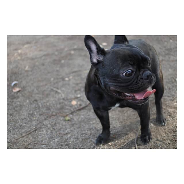 RENA（久保田玲奈）さんのインスタグラム写真 - (RENA（久保田玲奈）Instagram)「今日は公園で📷❤️ #おはぎ #フレンチブルドッグ #犬がいる生活 #女の子 #カメラ初心者」7月16日 18時25分 - sb_rena