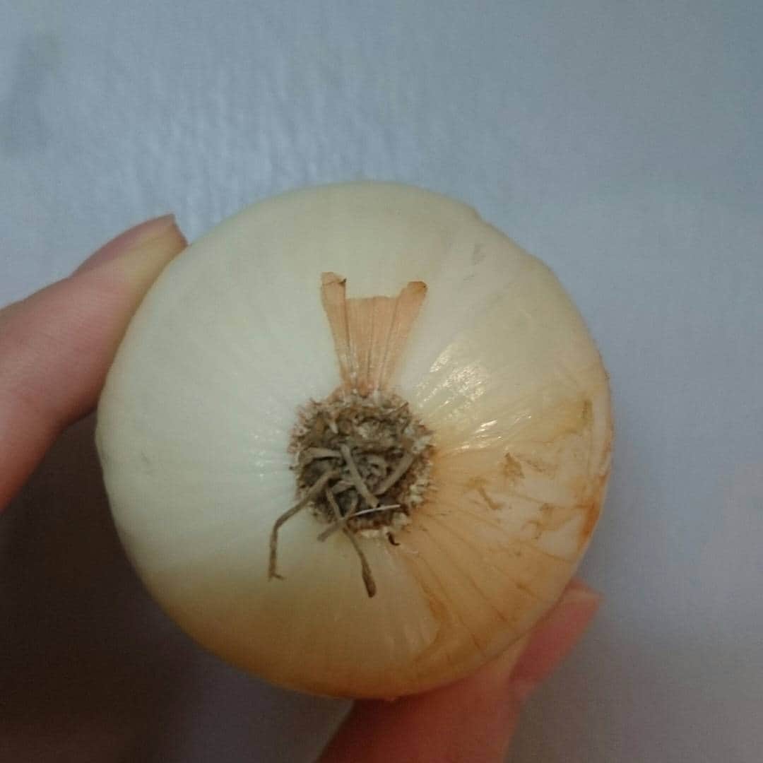 山部朱里のインスタグラム：「玉ねぎからキツネ🐺？ネズミ🐭？ #野菜の動物シリーズ作ろうかな」