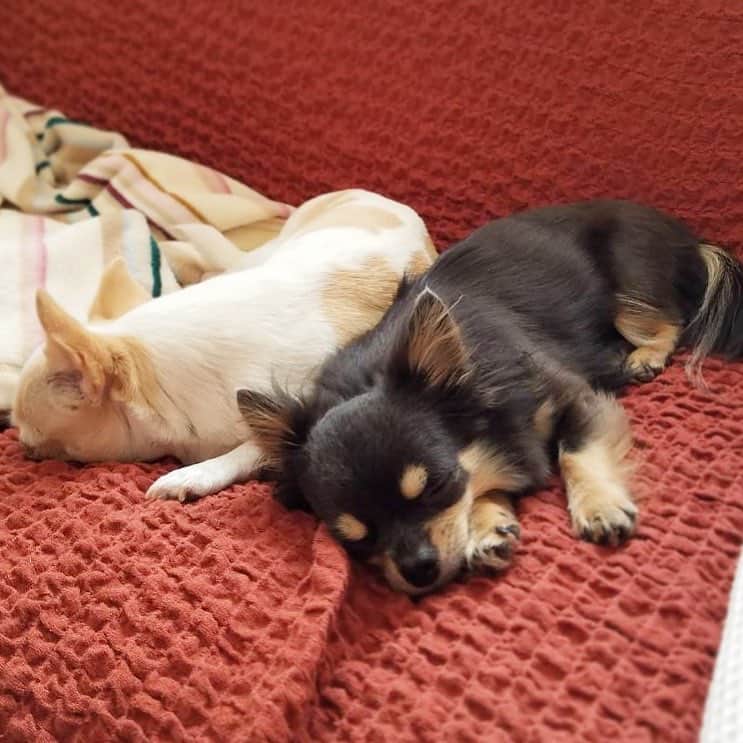 愛加あゆさんのインスタグラム写真 - (愛加あゆInstagram)「おやすみなさい。 #犬 #チワワ #チン #ミックス犬 #しゃべ #ありぃ #犬アレルギーに負けない」7月17日 1時43分 - manaka_ayu