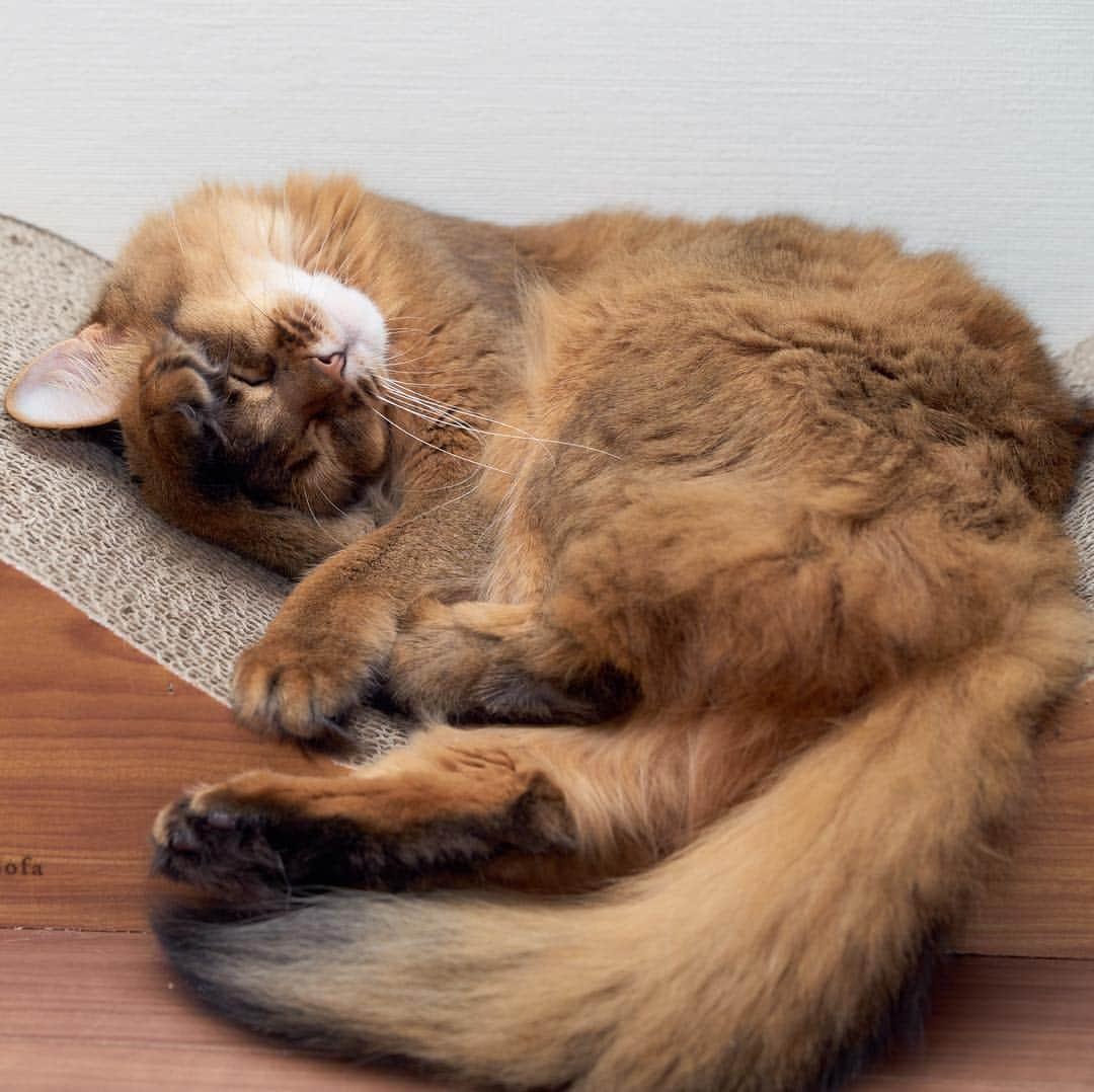 iunopapaのインスタグラム：「*Lucina* ルキナお昼寝中💤  #somalicat #cat #ねこ #ふわもこ部  #SonyAlpha #bestmeow #catsofinstagram #cutepetclub #Cat_Features #Excellent_Cats #meowvswoof #WeeklyFluff」