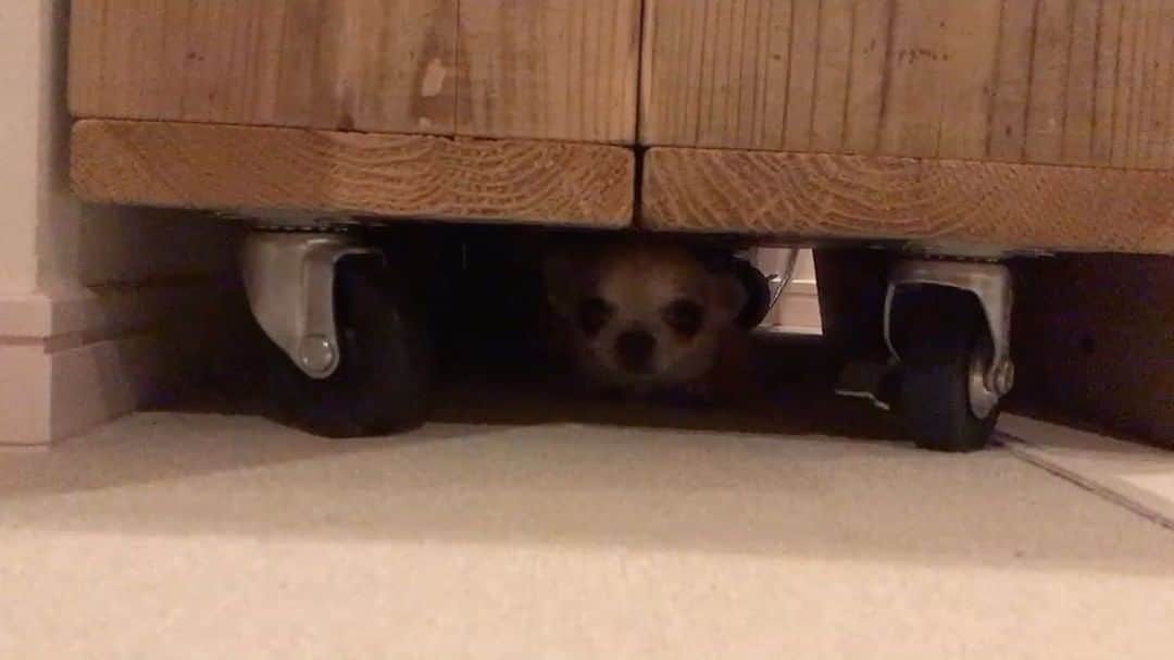 まち(Machi)のインスタグラム：「. 出てきました . Omo's favorite place. . #chihuahua #chihuahuas #dog #instadog #chihuahuasofinstagram #chihuahuasofinstagram_  #weeklyfluff #doglover #chihuahualove #ふわもこ部 #happy #choco #azuki #omochi #チワワ #ちわわ #犬 #スムチー #ロンチー #igersjp #ふわもこ部」