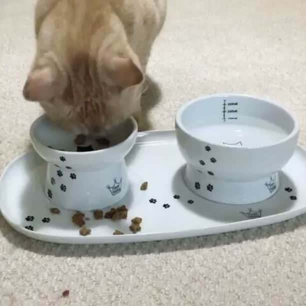 猫壱（ねこいち•ネコイチ）のインスタグラム