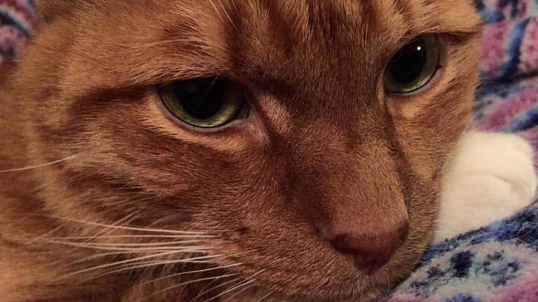 ボボのインスタグラム：「Good morning 🙂✨ Before I left for work today, I wanted to take a picture of Bobo for you guys to see how he's currently feeling right now. He seems okay. It looks like he could be thinking about something. I'm not too sure what's on his mind but, I know he's recovering. ❤️ -Annie」