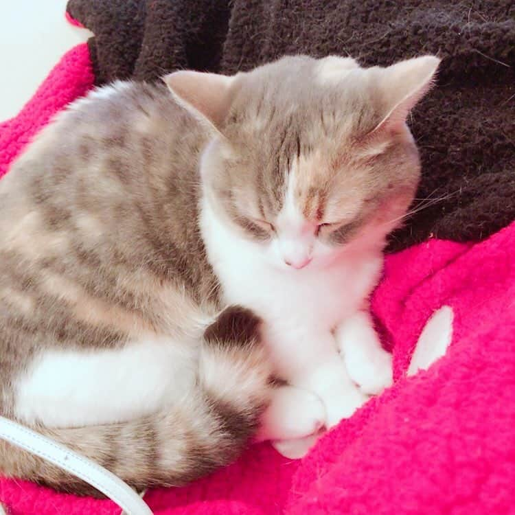 高橋みなみさんのインスタグラム写真 - (高橋みなみInstagram)「昨日TV見てたら 隣で寝てた💤耳が後ろめ👂🤔 #cute  #catstagram  #cat  #ねこ #ねこすたぐらむ  #ふわもこ部  #マンチカン #love」7月19日 11時50分 - neco_mina