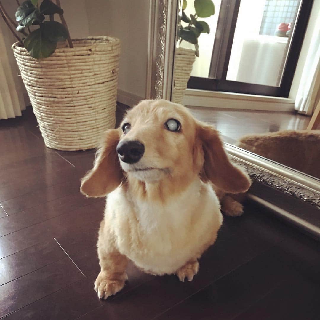 のインスタグラム：「暑いから毛を短くカットしましたの🐕 ・ ・ ・ #ミニチュアダックスフンド  #ダックス #みにちゅあだっくすふんど #胴長短足 #いぬすたぐらむ #犬 #いぬバカ部 #perro」